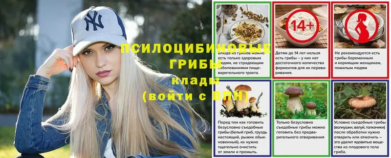 Галлюциногенные грибы Psilocybe  Валдай 